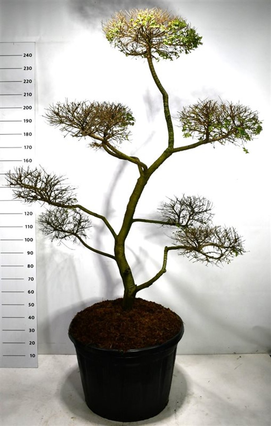 Ulmus minor 'Jacqueline Hillier' - 180-200 CM Bonsai Cont.